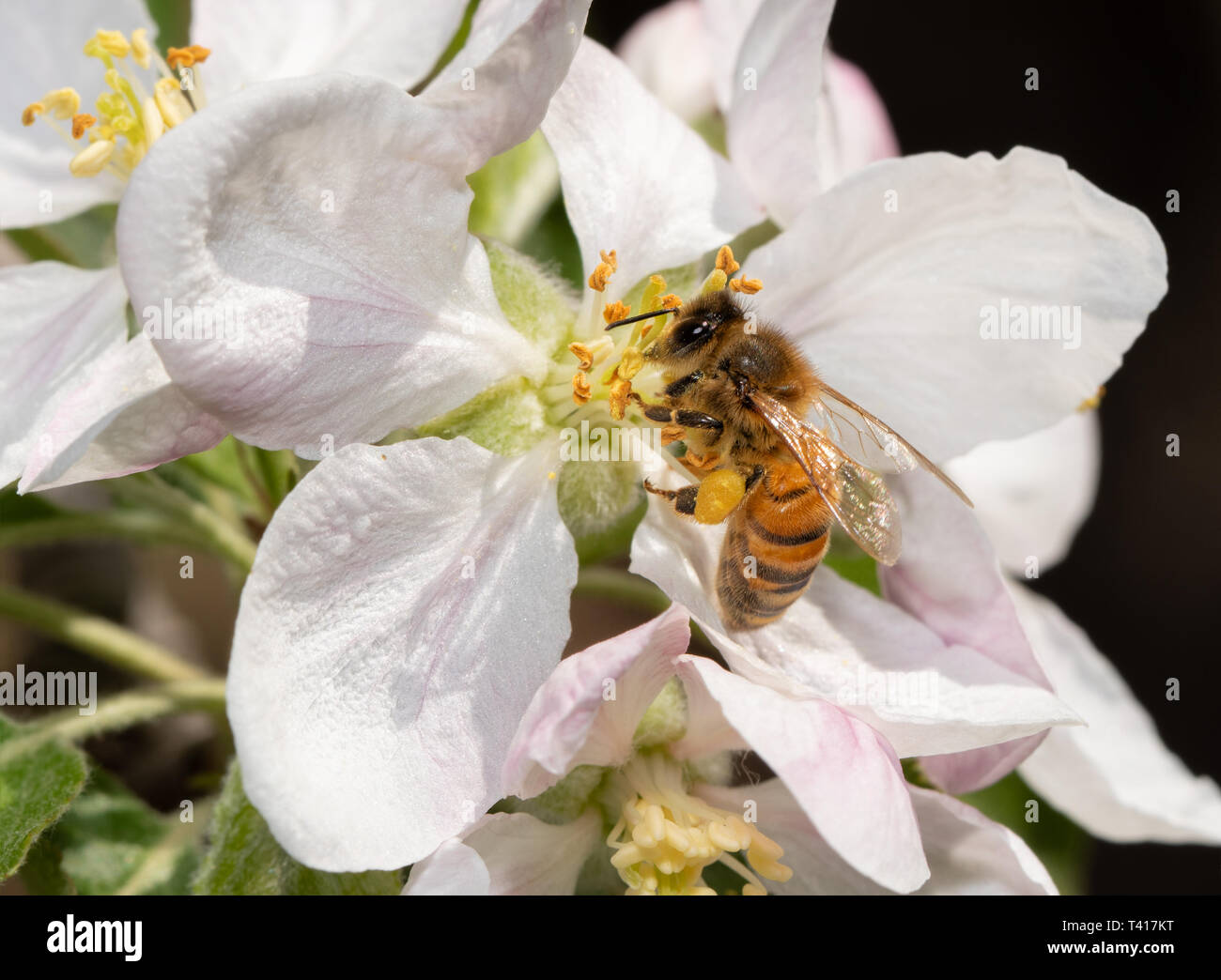 Bee collecting nectar and pollinating an apple flower in spring Stock Photo