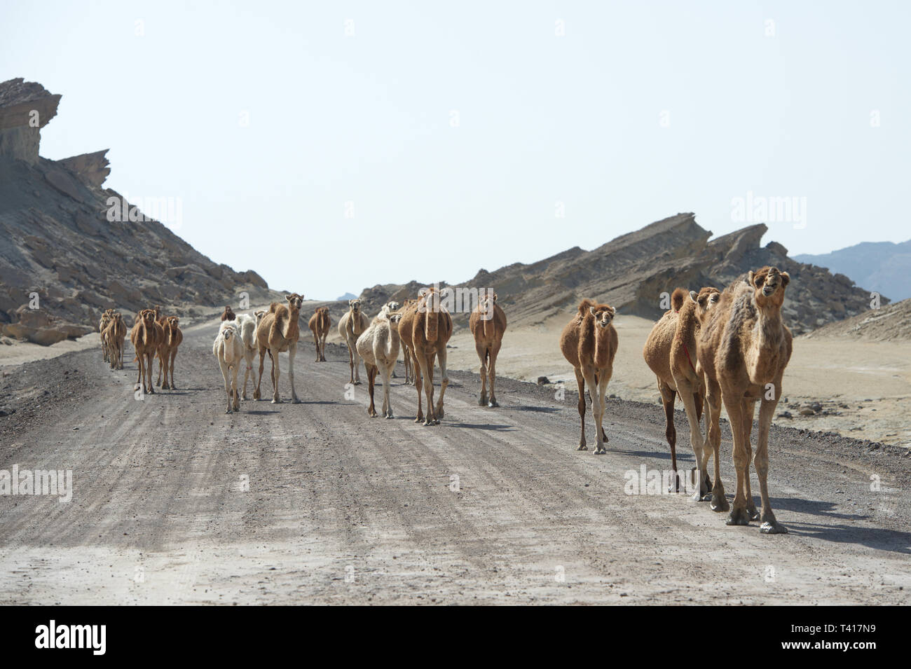 Caravan of Camels walking in a road, Qeshm, Iran Stock Photo - Alamy