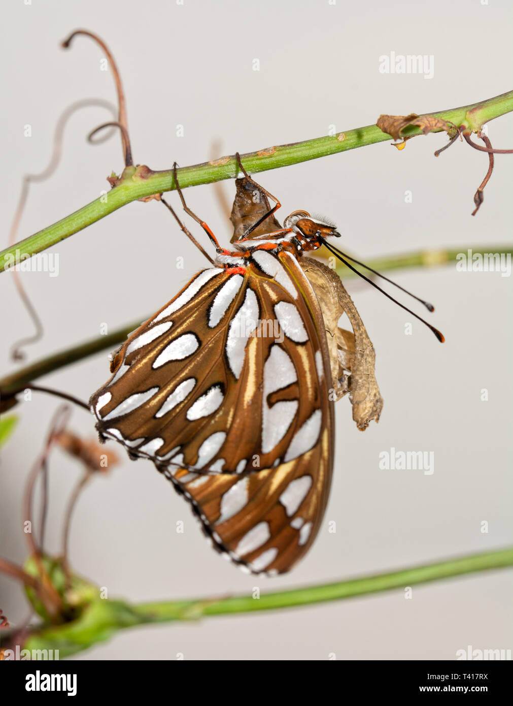 Gulf Fritillary butterfly after eclosion, hanging next to his chysalis on a Passionvine Stock Photo
