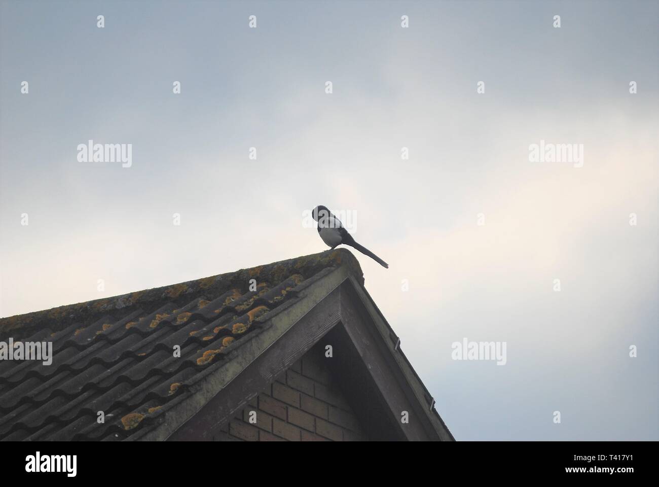 Magpie cleaning itself on an urban roof Stock Photo - Alamy