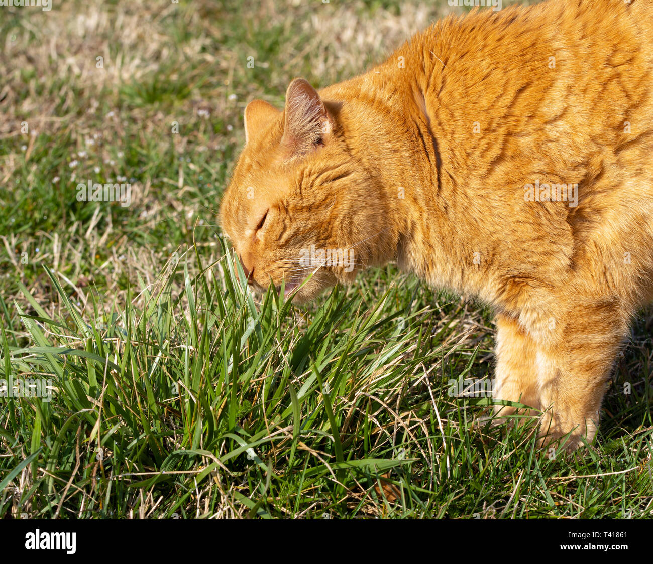 Cat Vomit Stock Photos Cat Vomit Stock Images Alamy