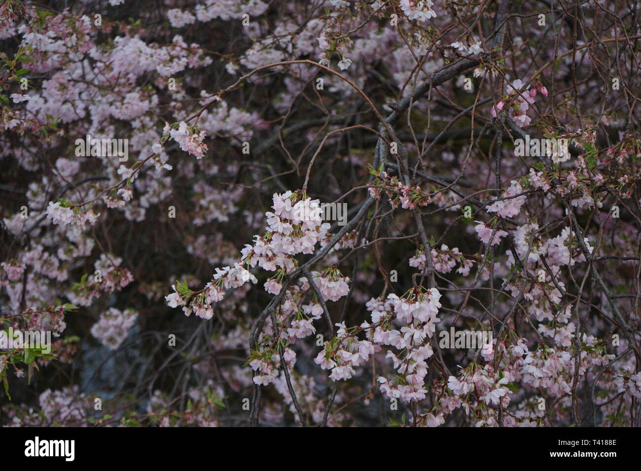 Spring tree in Green Park, London, Uk Stock Photo - Alamy