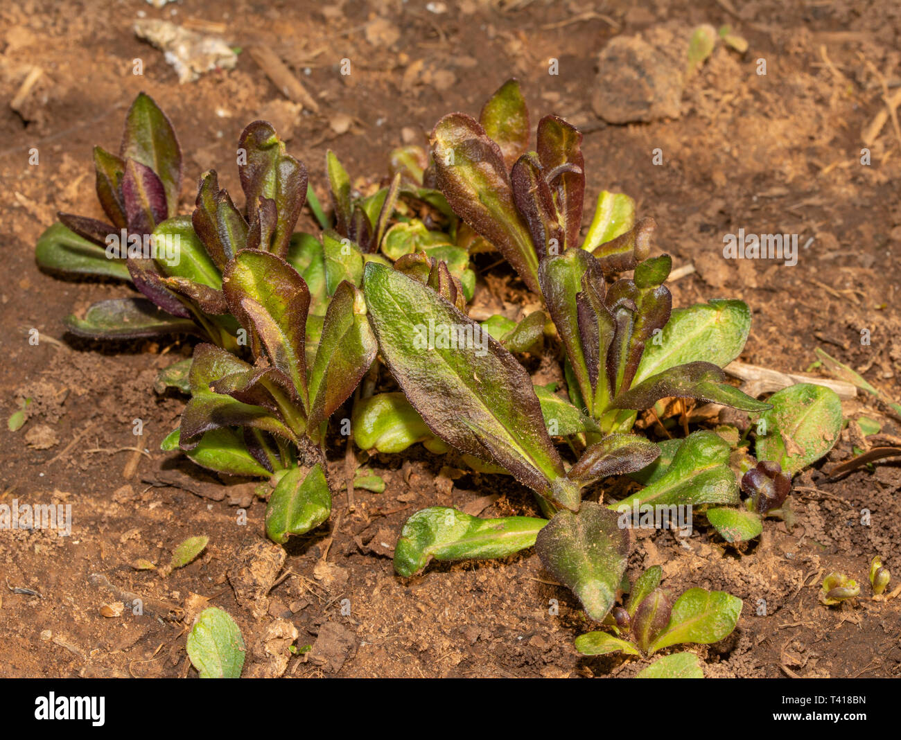 Perennial Tall Phlox new growth pushing out of ground in early spring Stock Photo