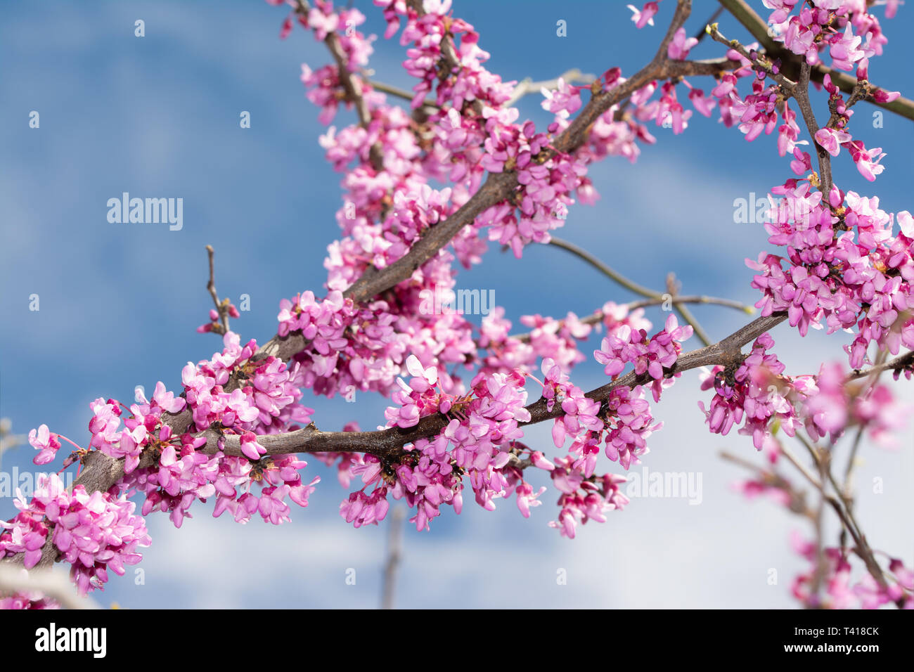 Eastern Redbud tree branches covered in blooms in spring, against blue sky Stock Photo