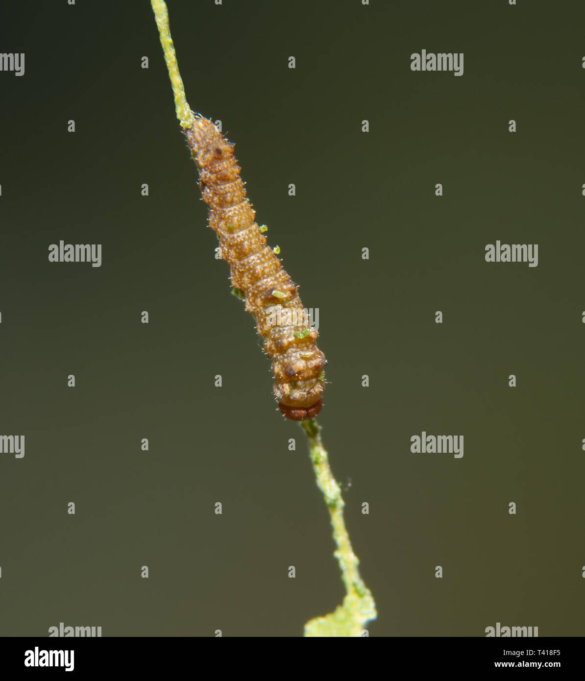 First instar of a Viceroy butterfly caterpillar on a willow leaf vein