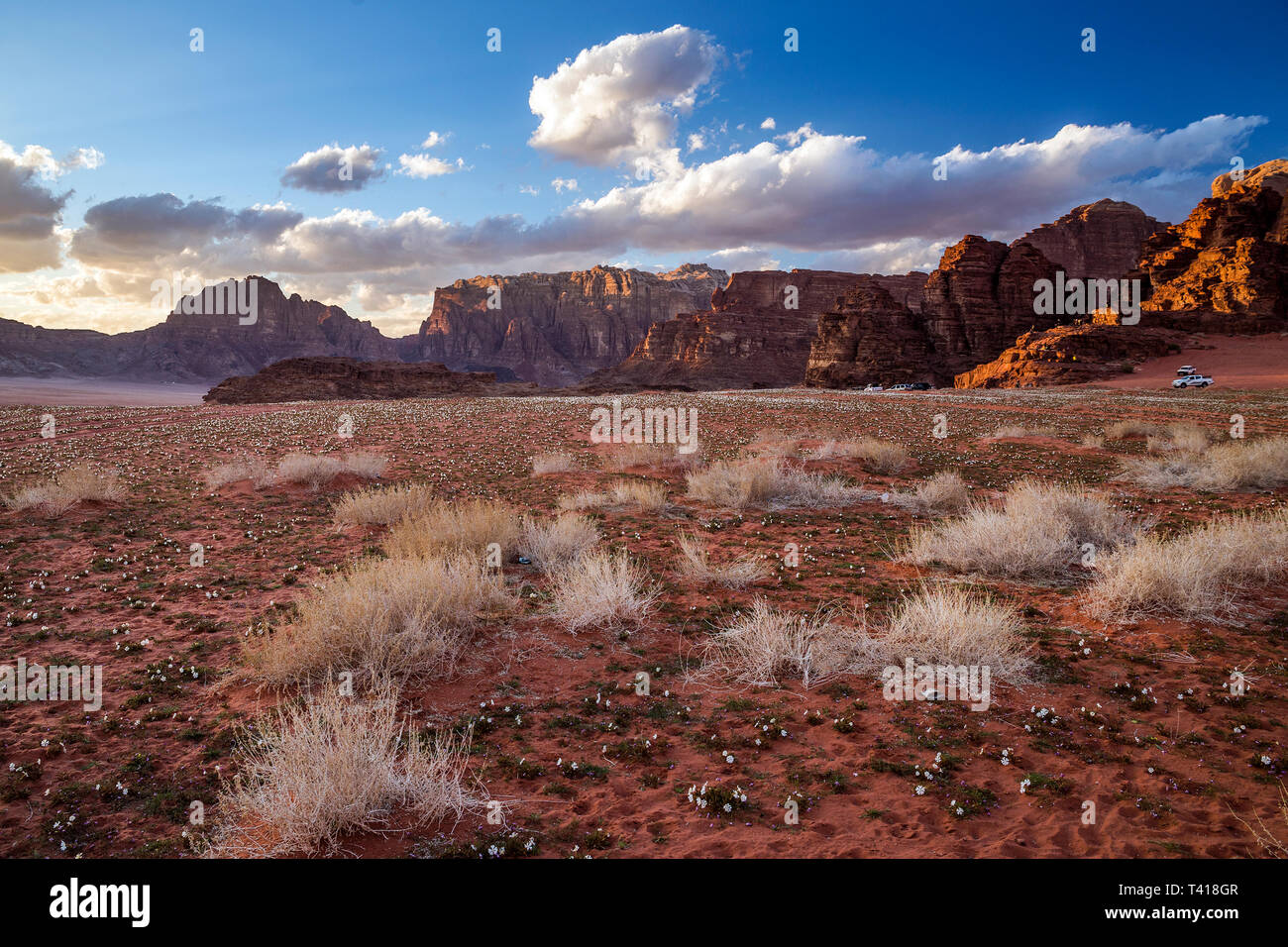 Spring flowers growing in the desert, Wadi Rum, Jordan Stock Photo Alamy