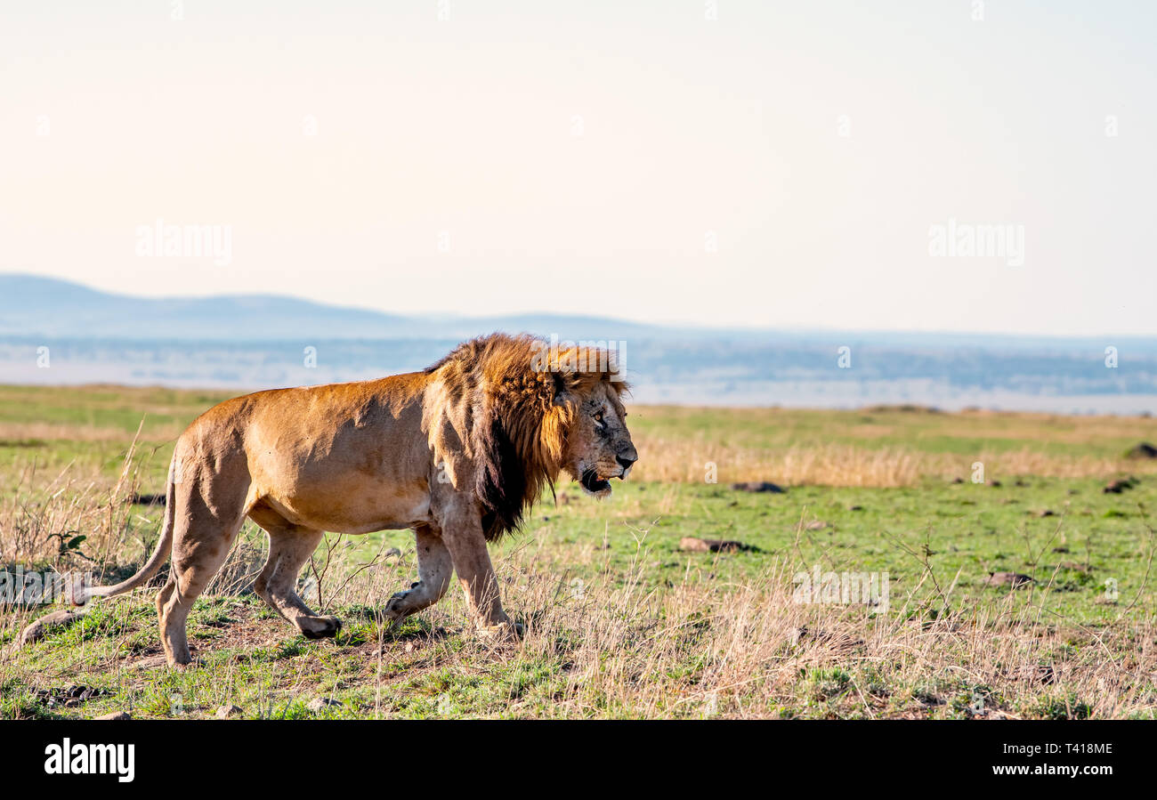 Lion walking in the bush, Masai Mara, Kenya Stock Photo