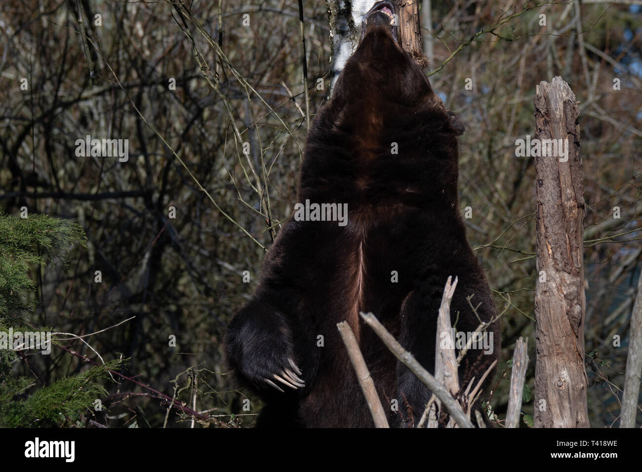 Grizzly bear scratching its back on a tree trunk, United States Stock Photo