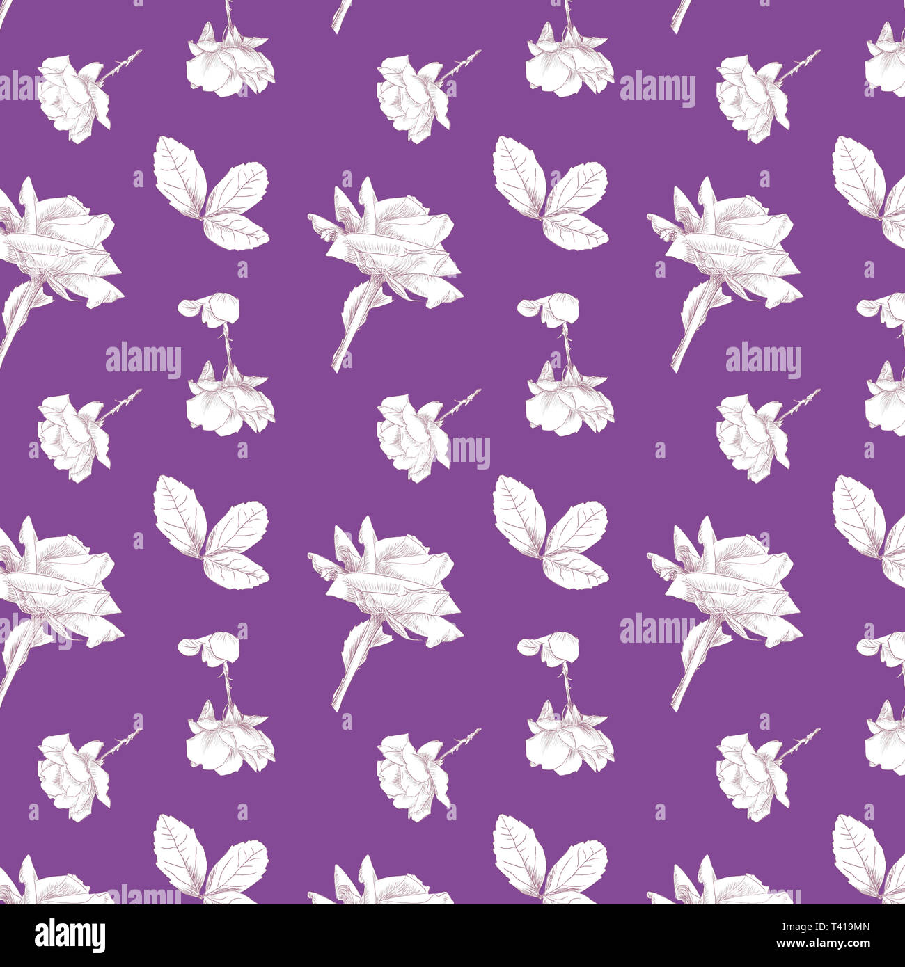 Pattern of hand drawn roses in white with a berry colored background 1500x1500 repeat  by jziprian Stock Photo