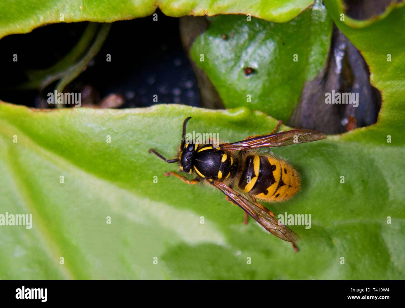 Social wasp Stock Photo