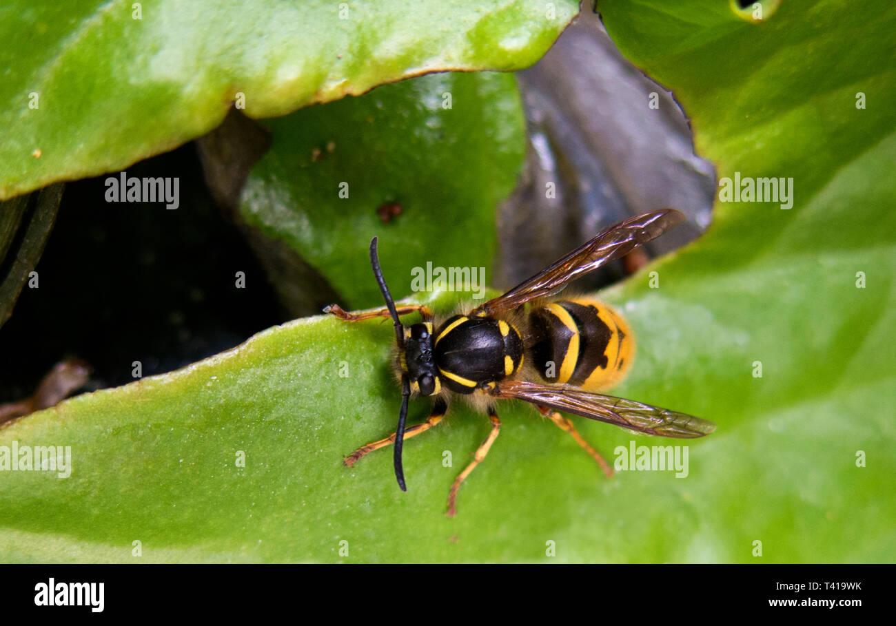 Social wasp Stock Photo