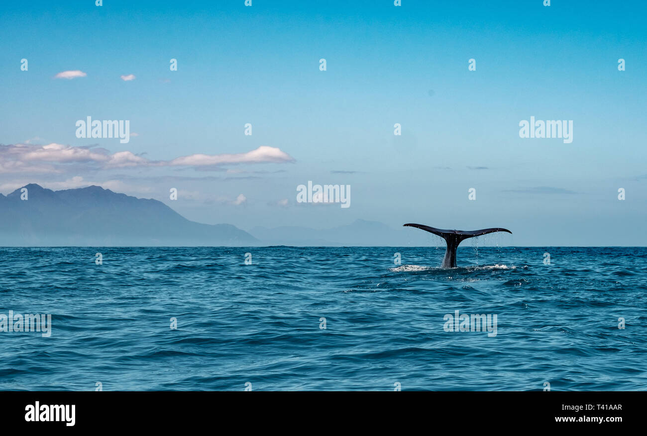 Tail of a Sperm Whale diving down with the Kaikoura Ranges in the background, New Zealand. Stock Photo