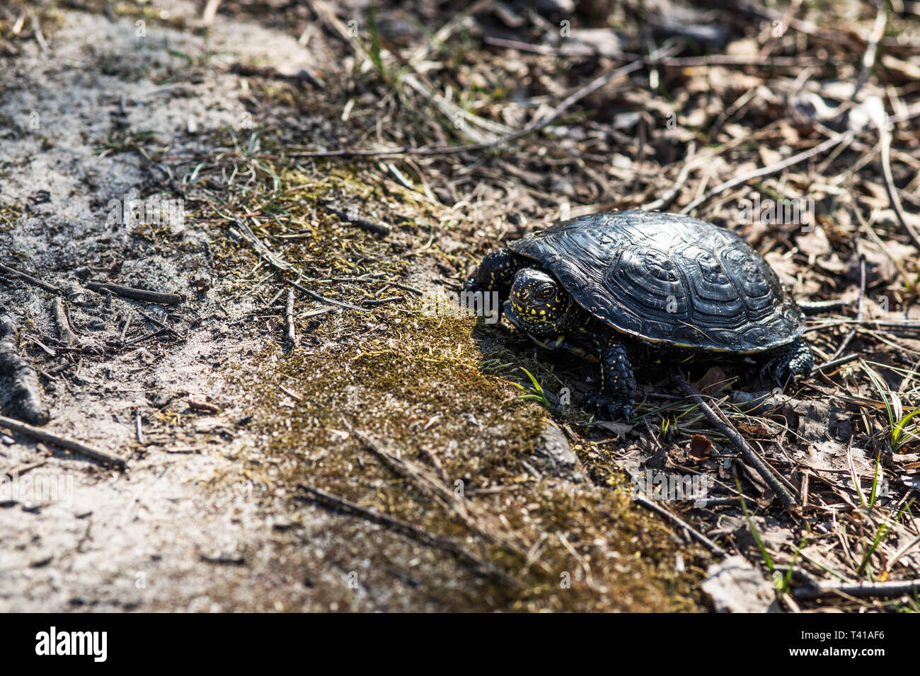 European pond turtle, Emys orbicularis Stock Photo Alamy