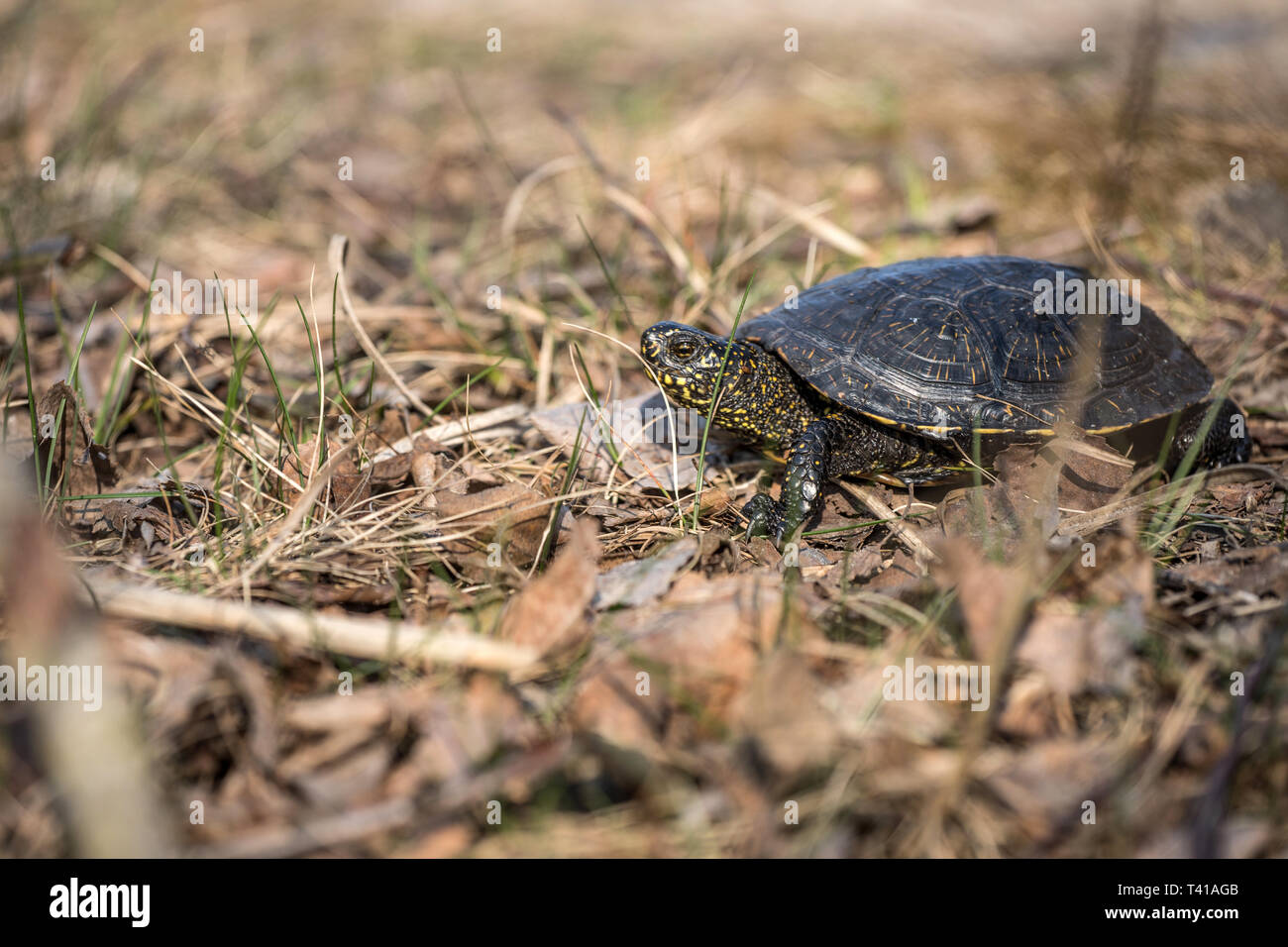 European pond turtle, Emys orbicularis Stock Photo Alamy