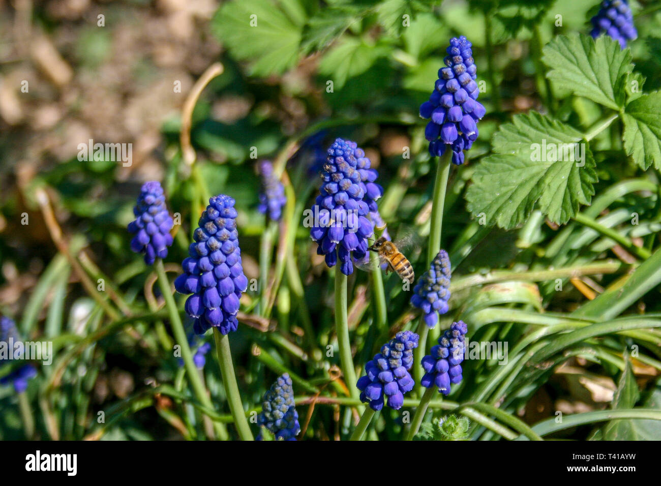 Muscari botryoides commonly known as grape hyacinth, purple flower with bee and green grass Stock Photo