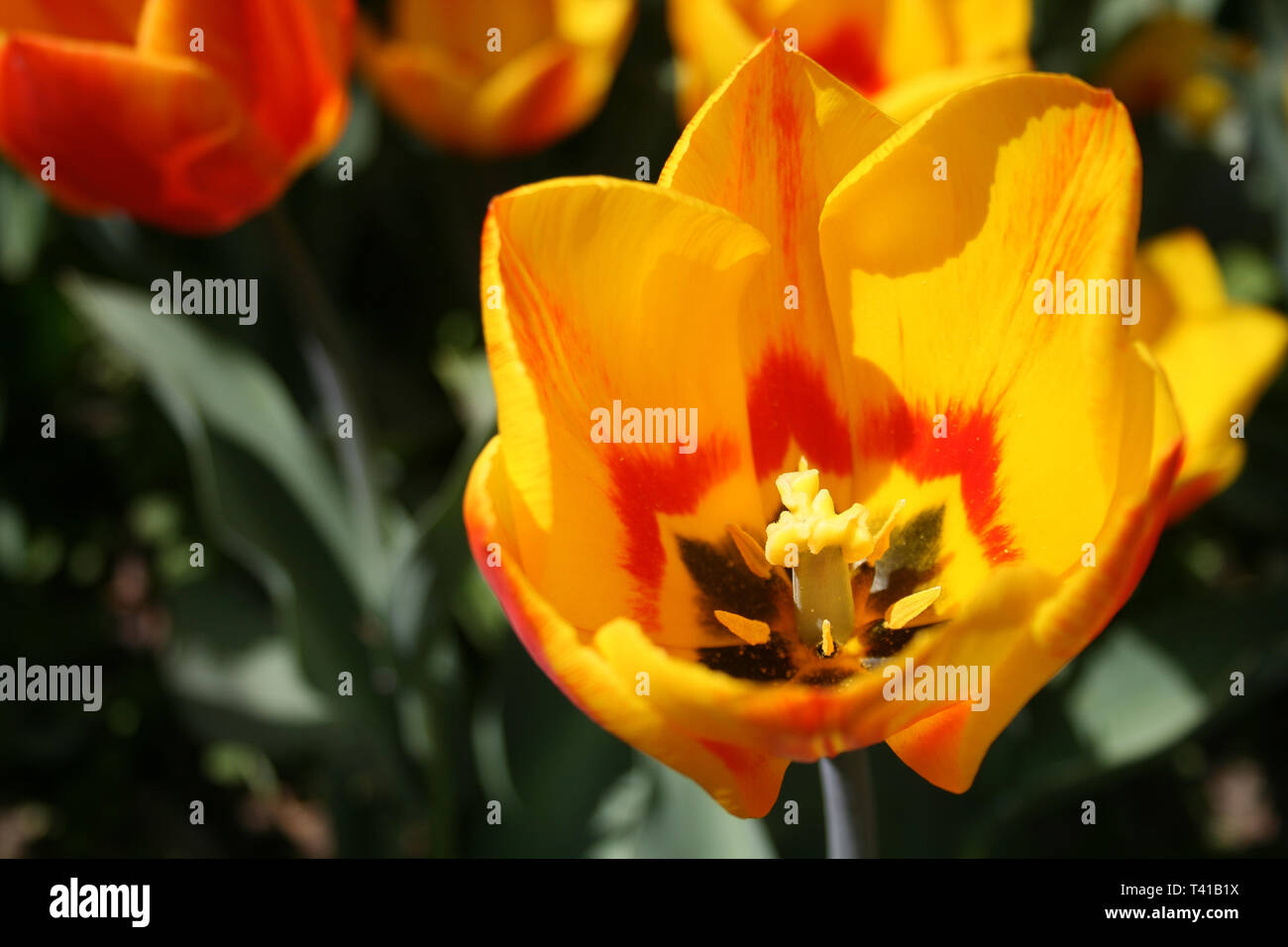 Beautiful orange and yellow tulips with green leaves, blurred background in tulips field or in the garden on spring Stock Photo