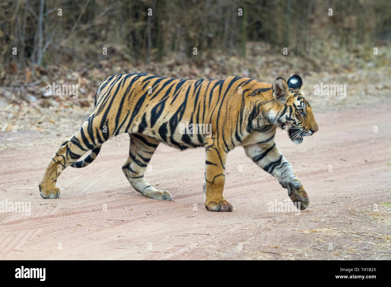 Royal Bengal Tiger or Panthera Tigris or Indian Tiger crossing road at Bandhavgarh National Park,Madhyapradesh India. Stock Photo