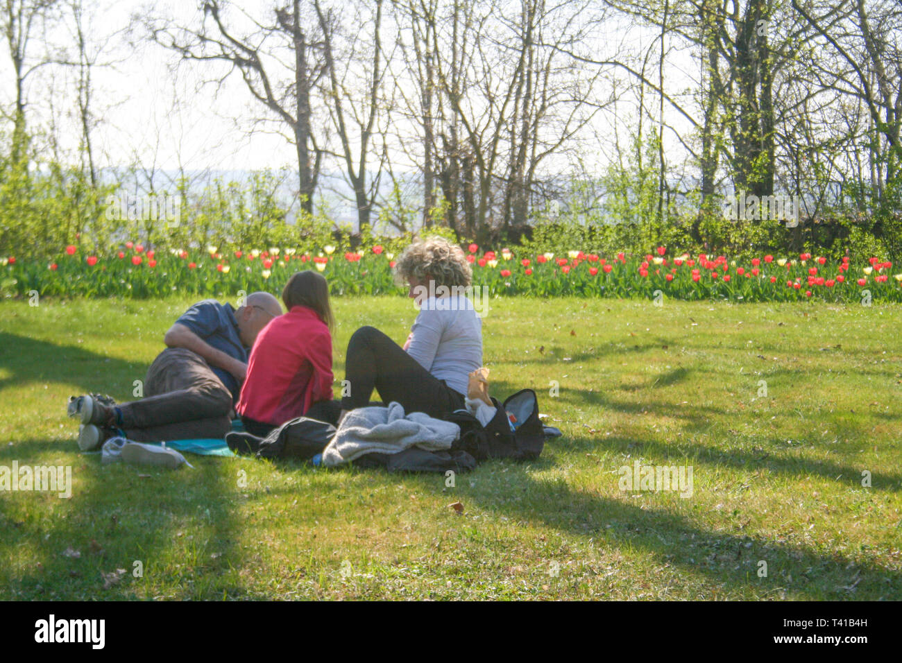 People relaxing on the green grass enjoying nature among beautiful white, pink and purple tulips with green leaves, blurred background Stock Photo