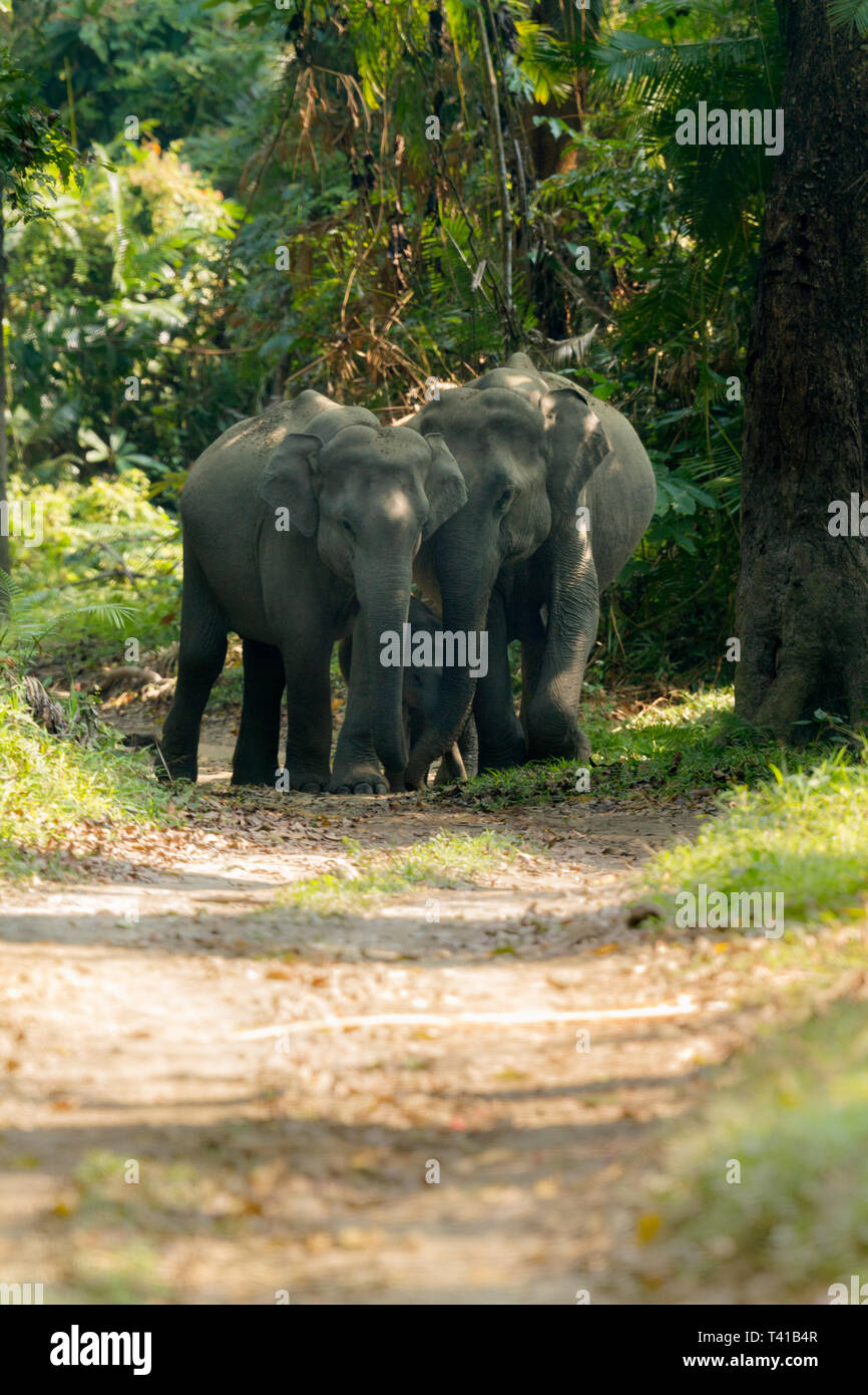 Asian Elephant or Asiatic Elephant or Elephas Maximus herd crossing the road  in Kaziranga National Park Assam India Stock Photo