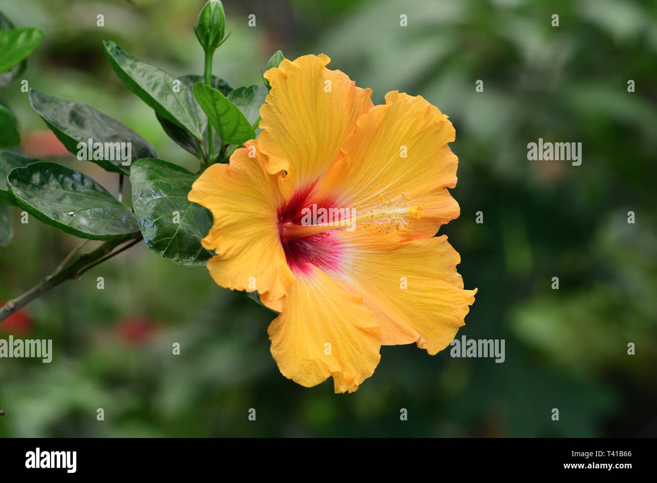 Orange colour hibiscus flower hires stock photography and images Alamy