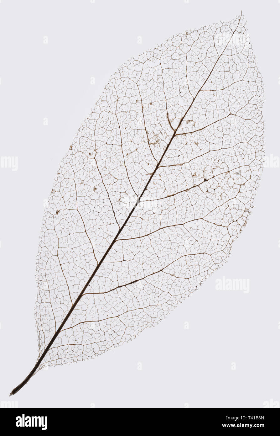 Leaf skeleton backlit to form a silhouette. Stock Photo