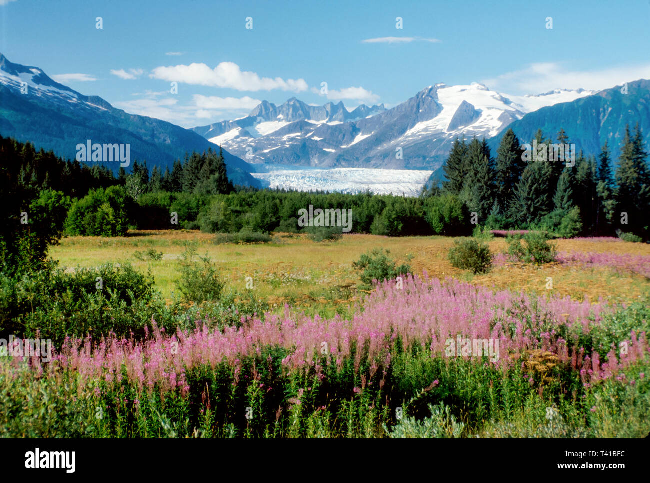 Alaska Alaskan,Juneau Tongass National Forest Mendenhall Glacier Recreation Area,fireweed bloom blooming, Stock Photo