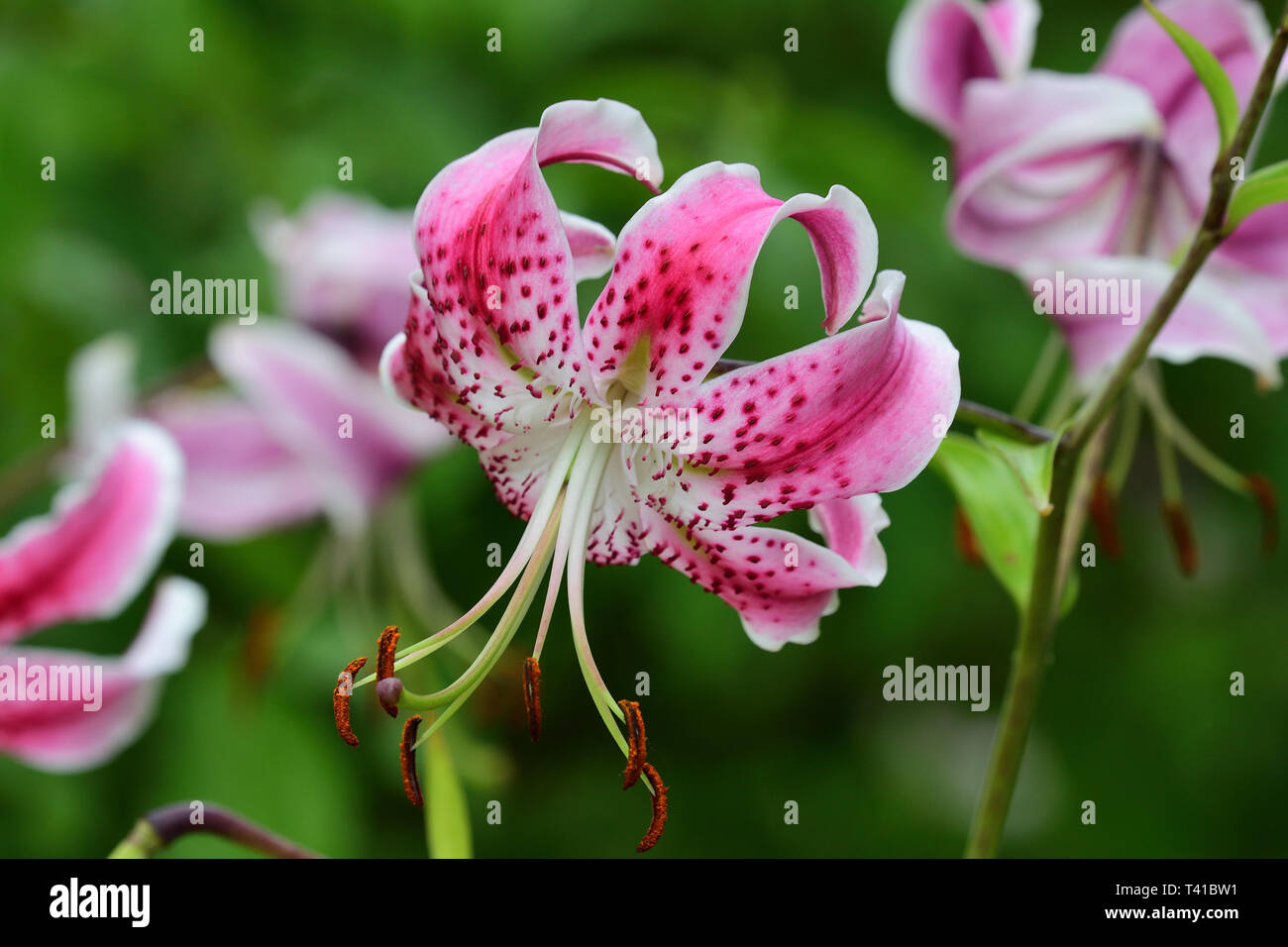 Japanese lilies (lilium speciosum) in bloom Stock Photo