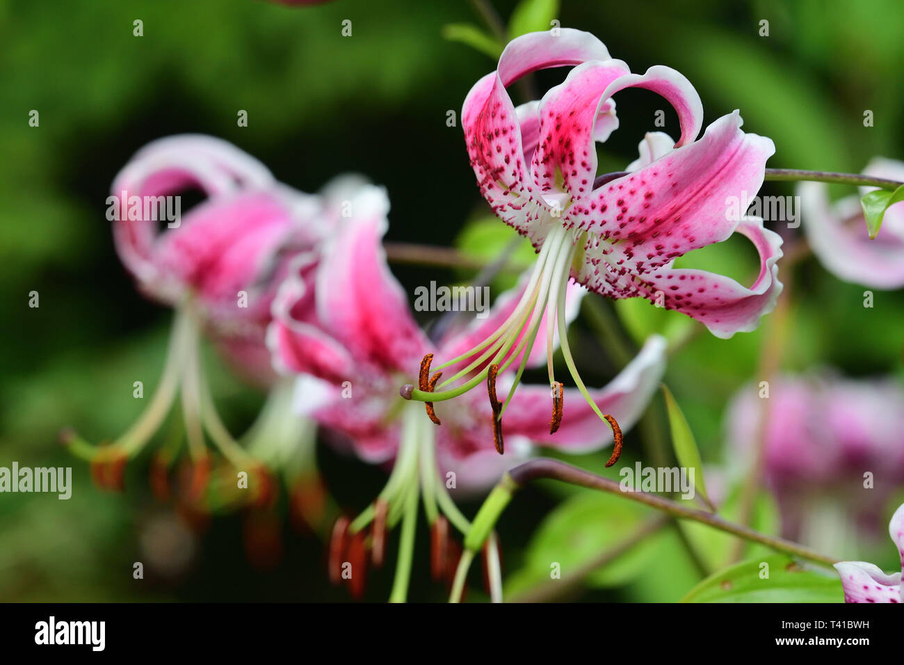 Japanese lilies (lilium speciosum) in bloom Stock Photo
