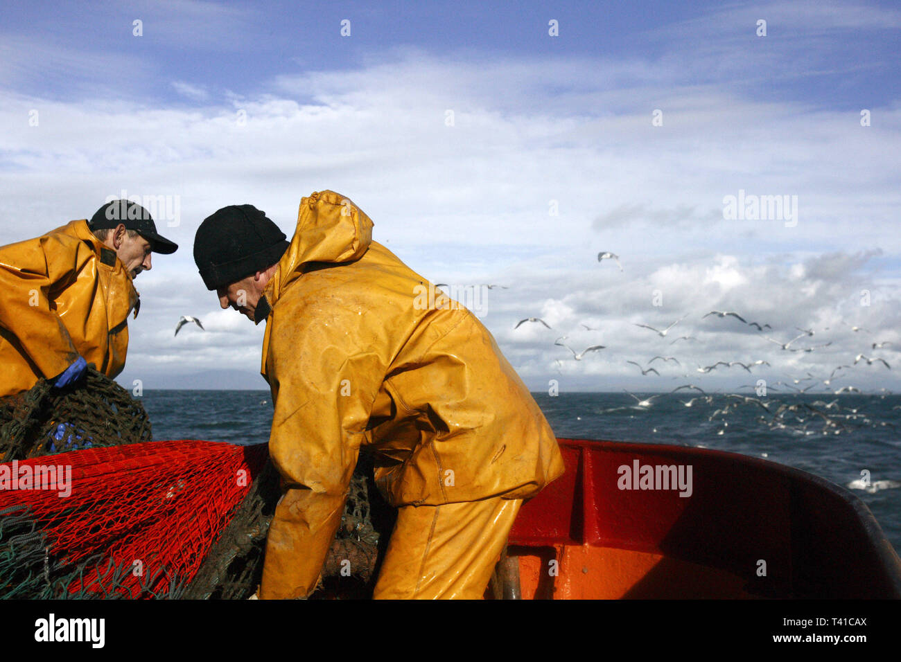 On fishing trawler in Irish Sea. 4man crew work on 1 of the last