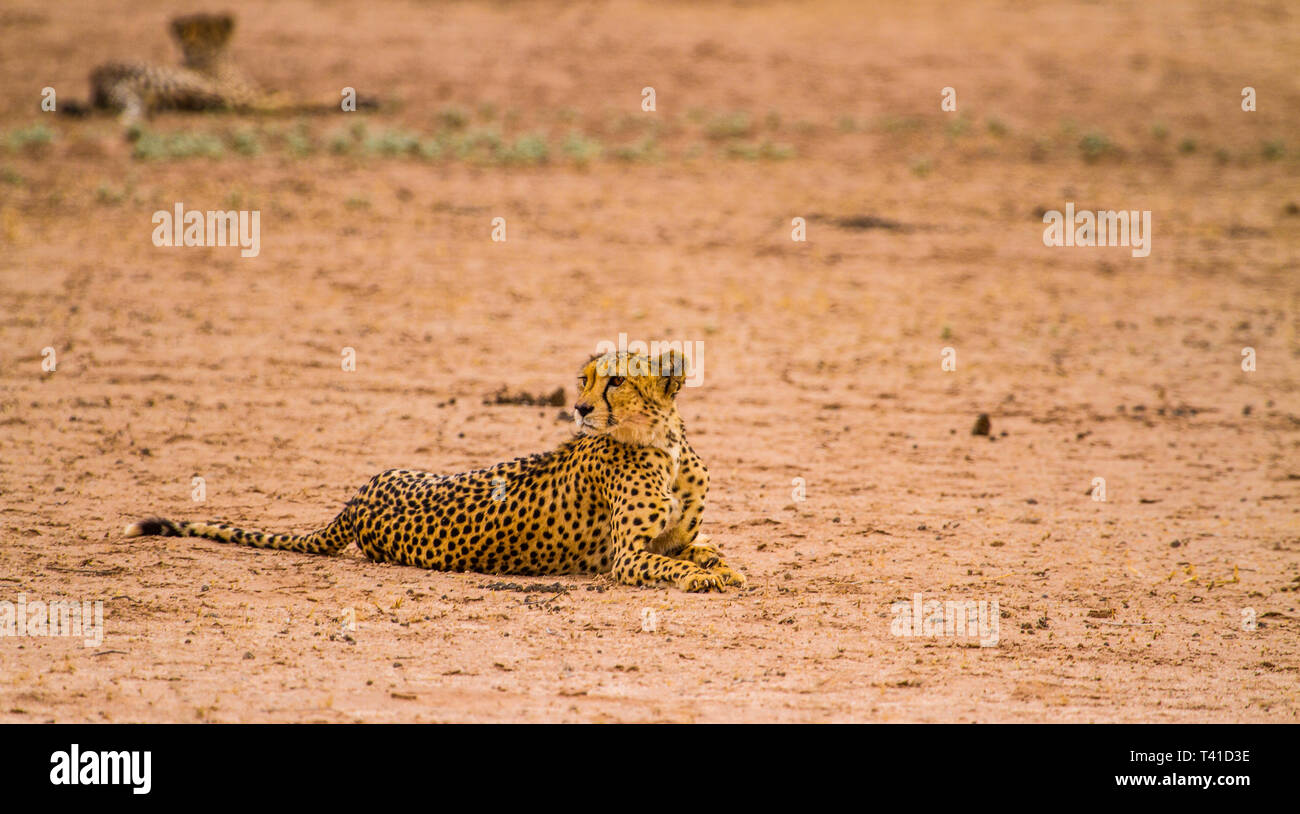 Two Cheetahs relaxing in the park Stock Photo