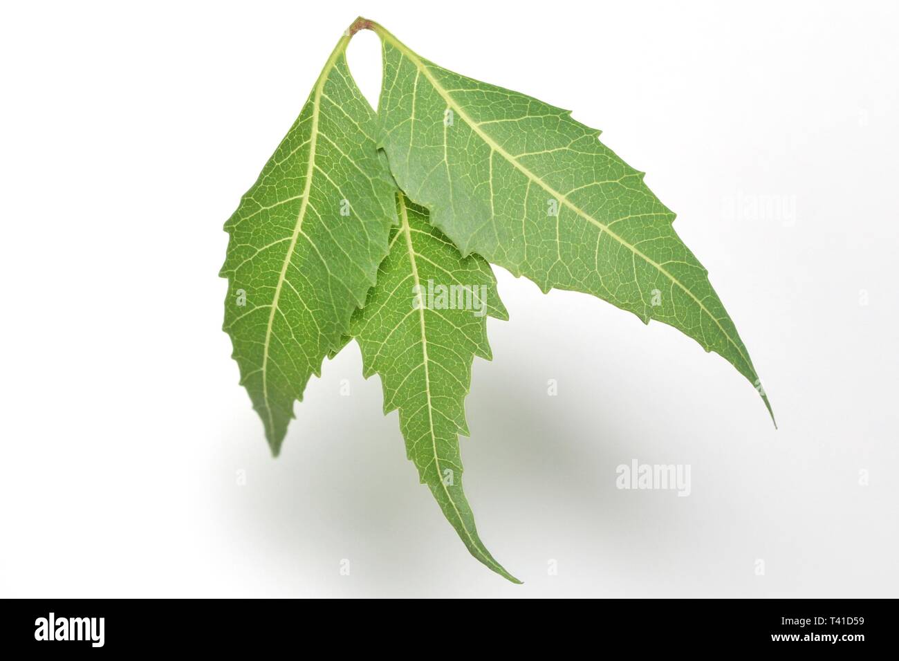 Medicinal neem (Azadirachta indicia) leaves over isolated white background Stock Photo