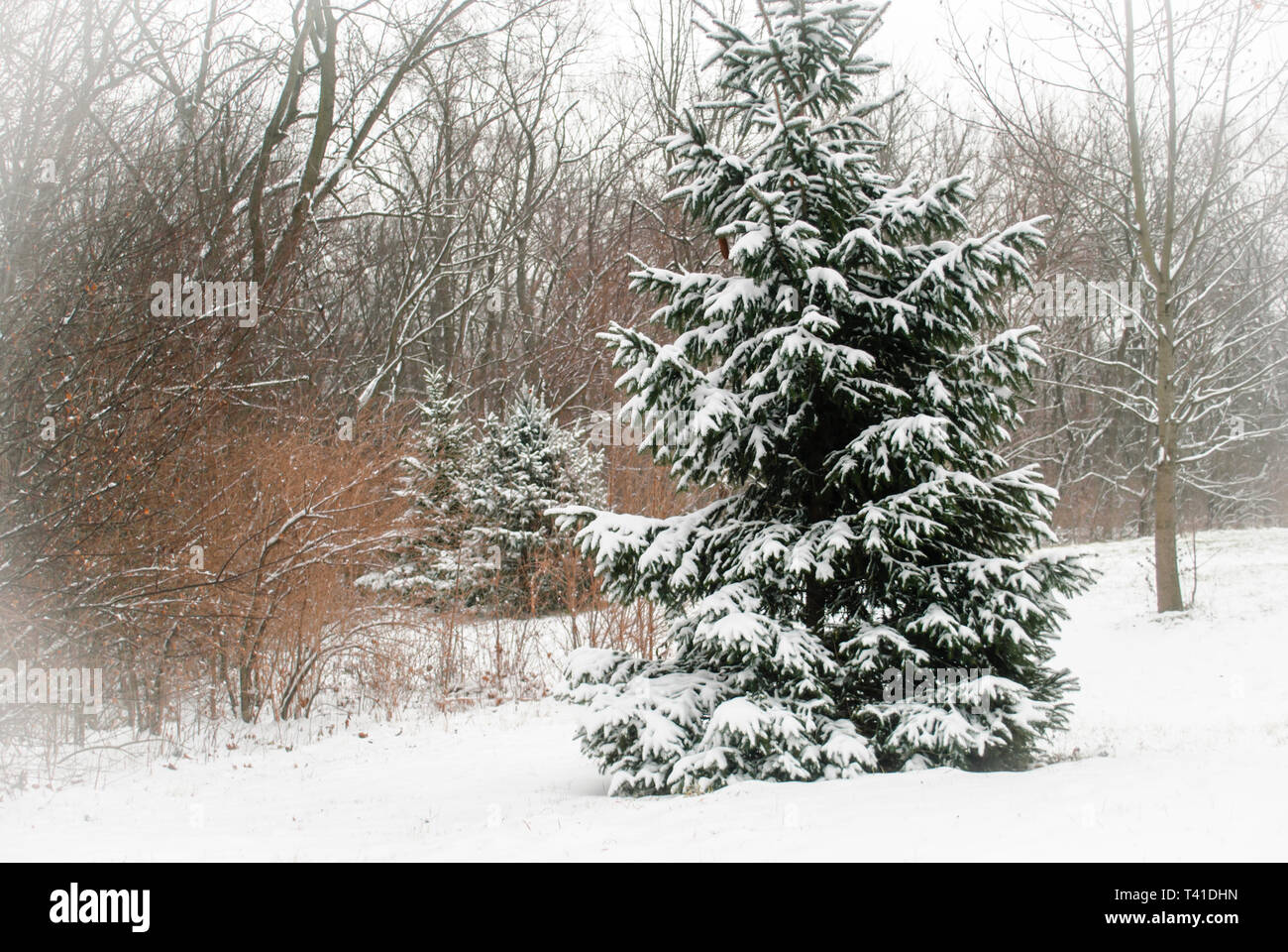 Spruce trees in the snowy field Stock Photo - Alamy