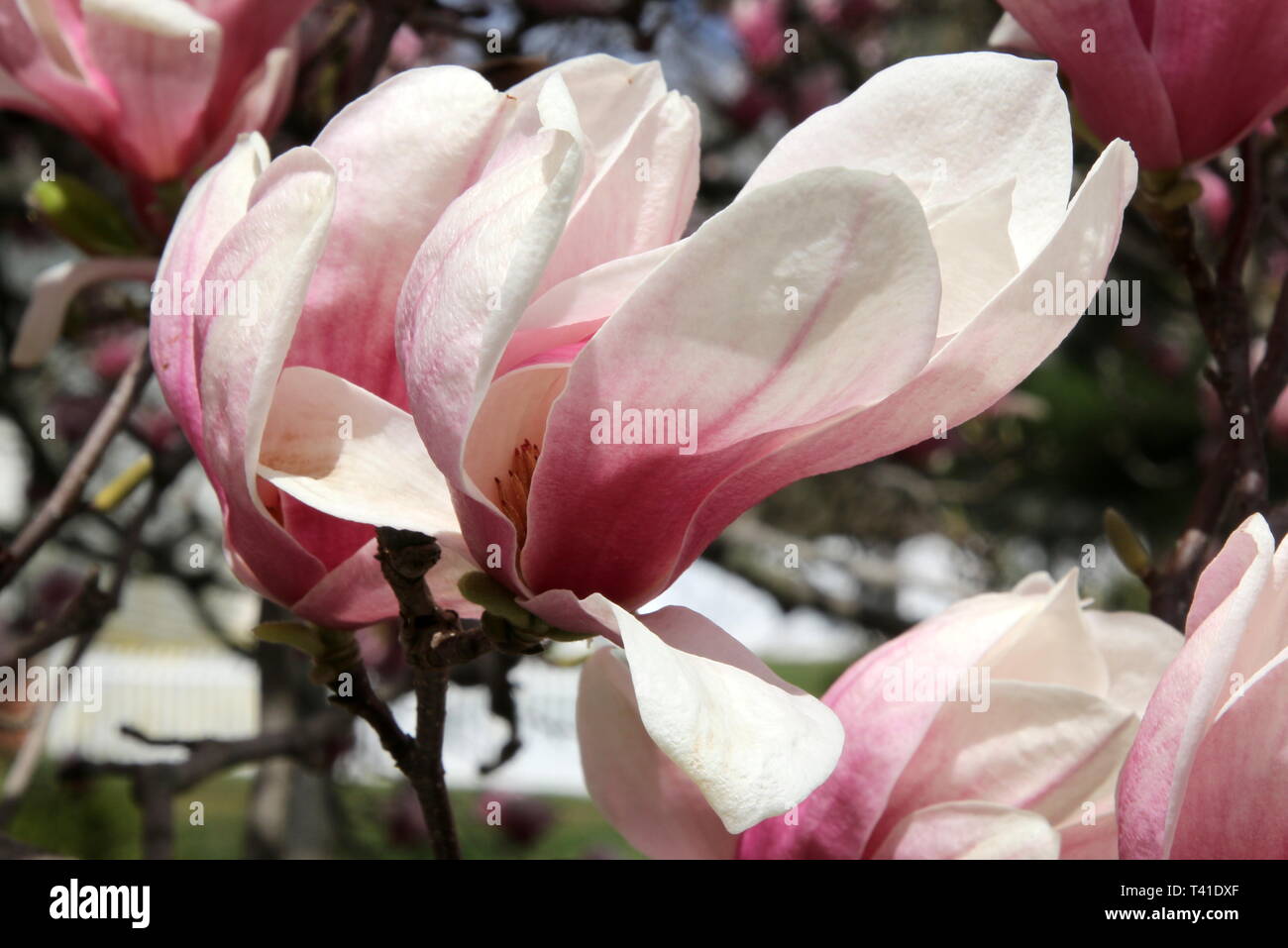The cherry blossom has bloomed. Stock Photo