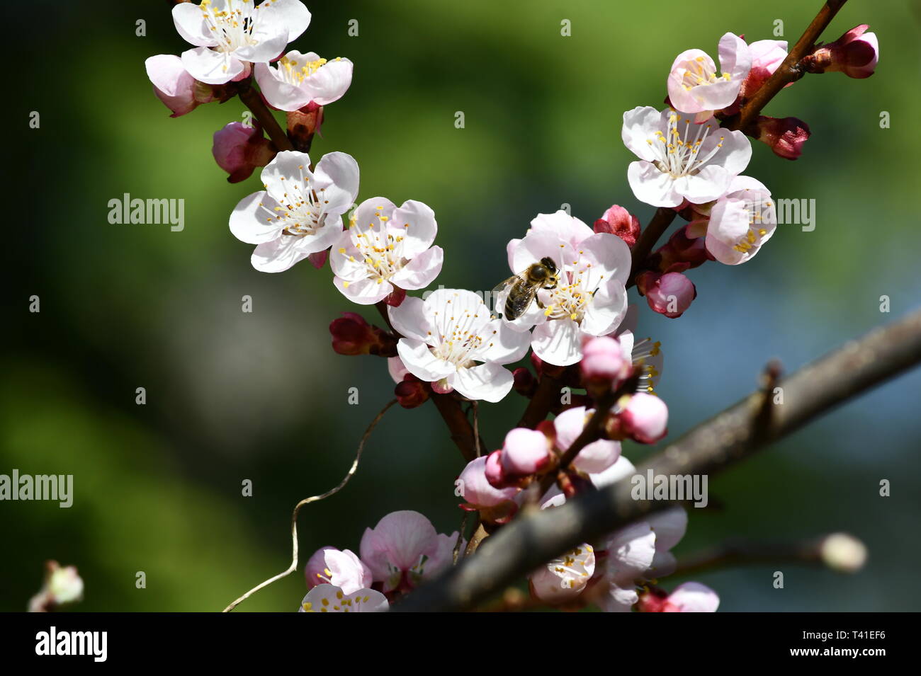 cherry blossom season honey bees enjoying the drink from the first