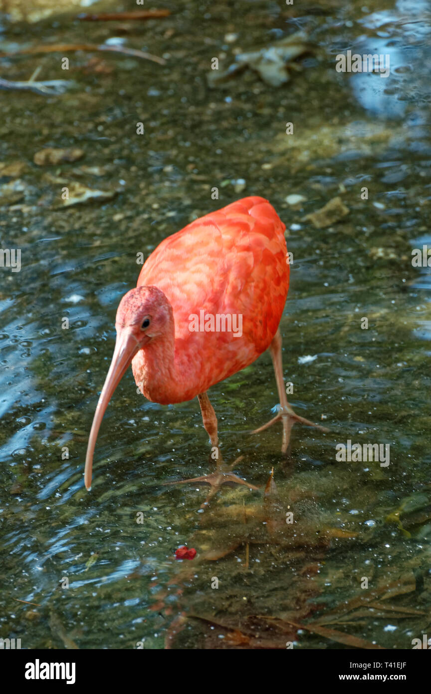 Scarlet ibis (Latin Eudocimus ruber) - is representative of the genus Threskiornithidae birds; illustrations,ibis Stock Photo