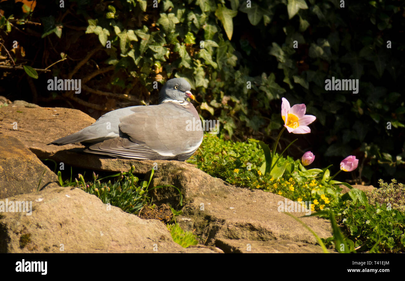 Wood Pigeon sun bathing Stock Photo