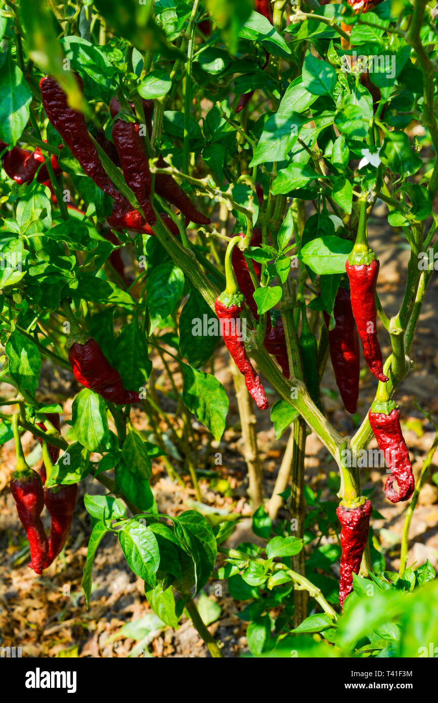 Red Chilli Pepper Plant Stock Photo