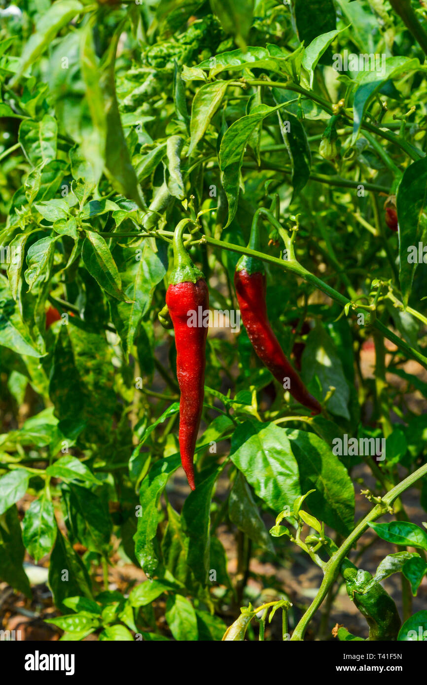 Pepper Plant India Stock Photos & Pepper Plant India Stock Images - Alamy