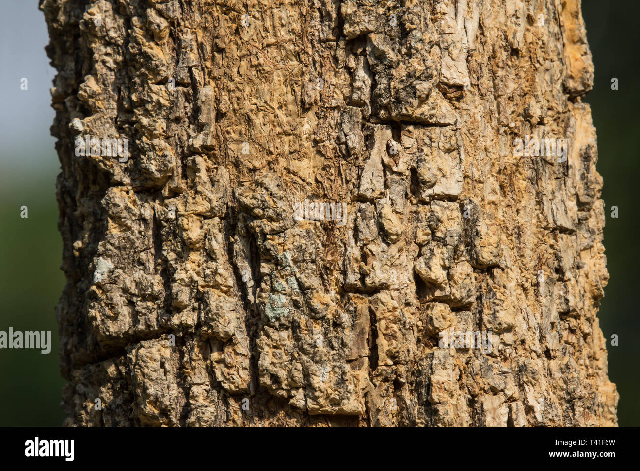 Cluse up of Indian cork tree (Millingtonia hortensis Linn.f) flowers
