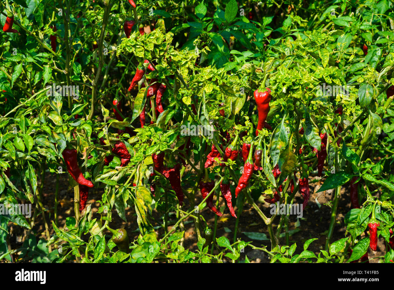 Red Chilli Pepper Plant Stock Photo Alamy