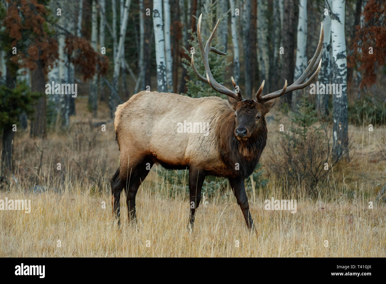 An Elk or Wapiti (Cervus canadensis Stock Photo Alamy