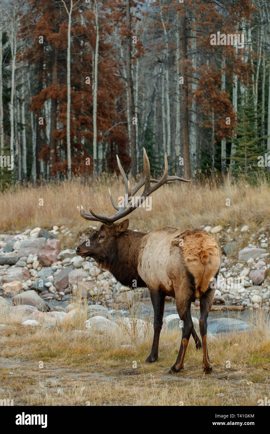 An Elk or Wapiti (Cervus canadensis Stock Photo Alamy