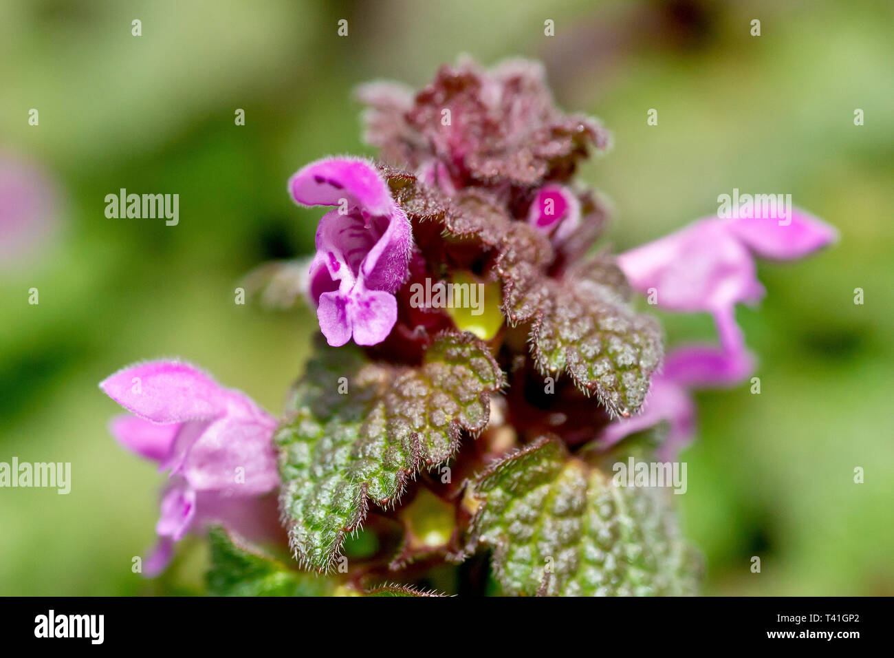 Red Deadnettle (lamium purpureum), close up of a solitary flowering plant. Stock Photo