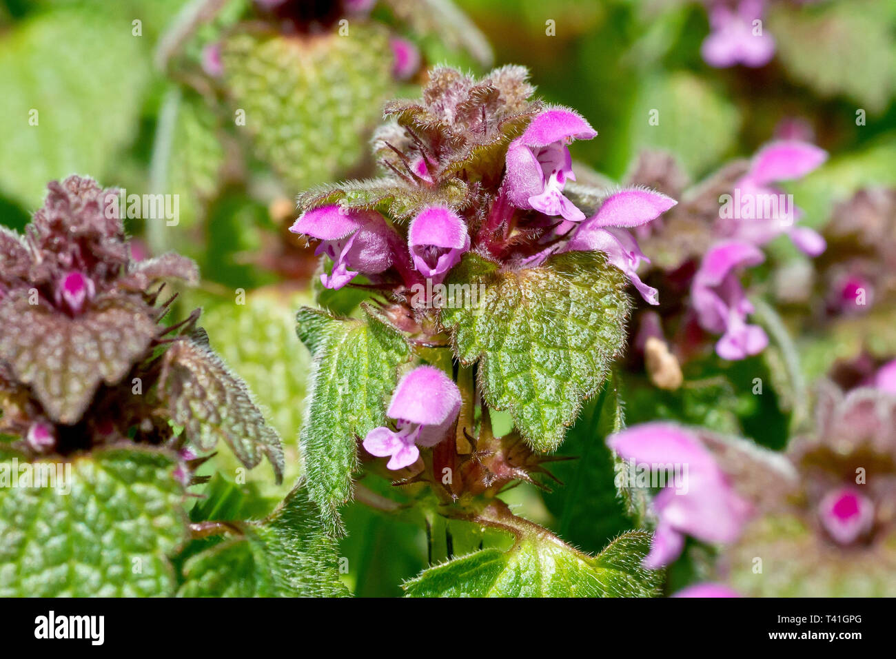 Red Deadnettle (lamium purpureum), close up of a single flowering plant out of many. Stock Photo