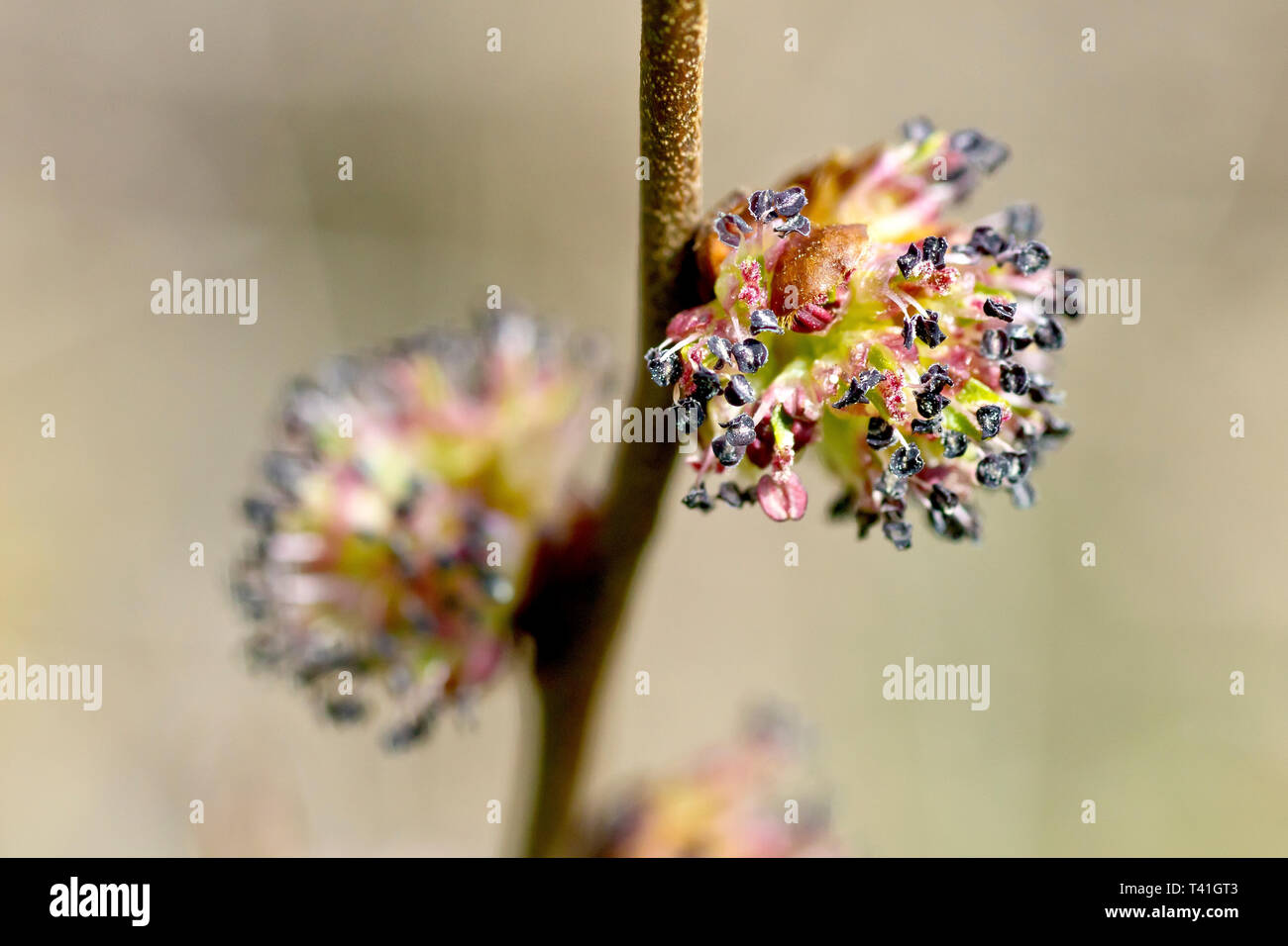 Wych Elm (ulmus glabra), close up of the flowers that appear in spring. Stock Photo