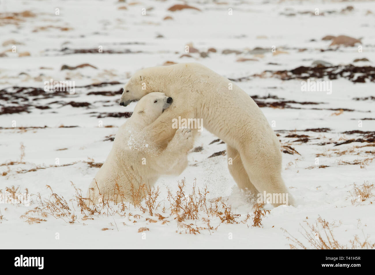 Aggressive Polar Bear High Resolution Stock Photography and Images Alamy