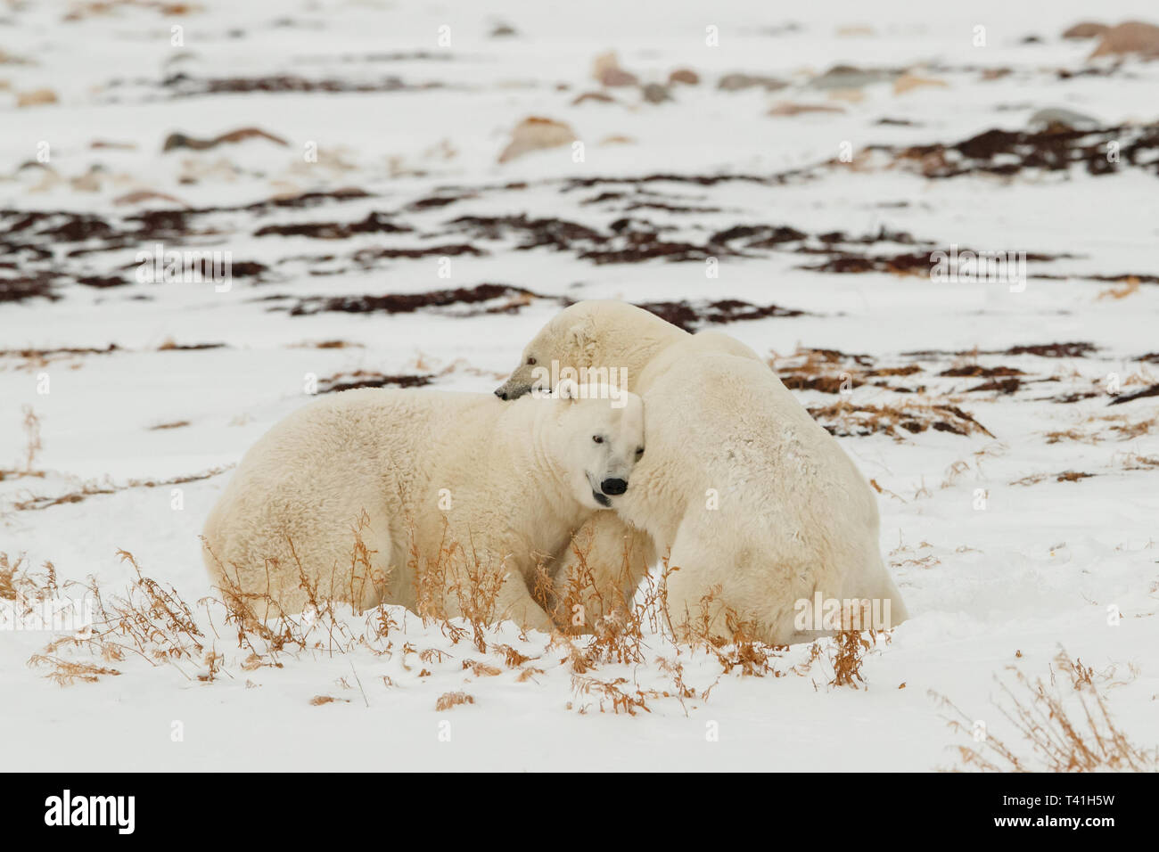 2 Large Polar Bears (Ursus maritimus) play fighting in the snow Stock Photo