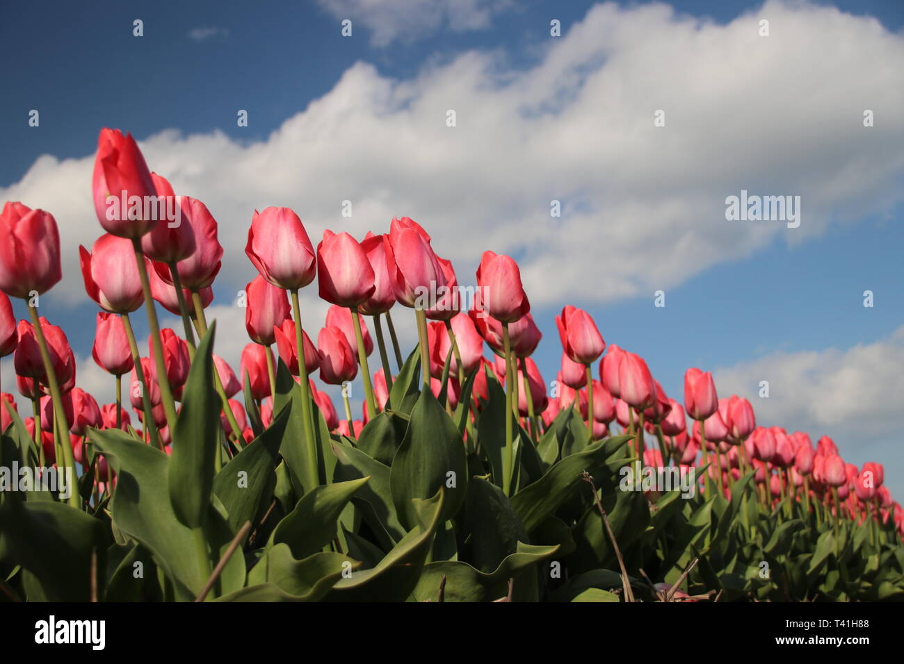 Pink tulips in rows on flower bulb field in Noordwijkerhout in the Netherlands Stock Photo