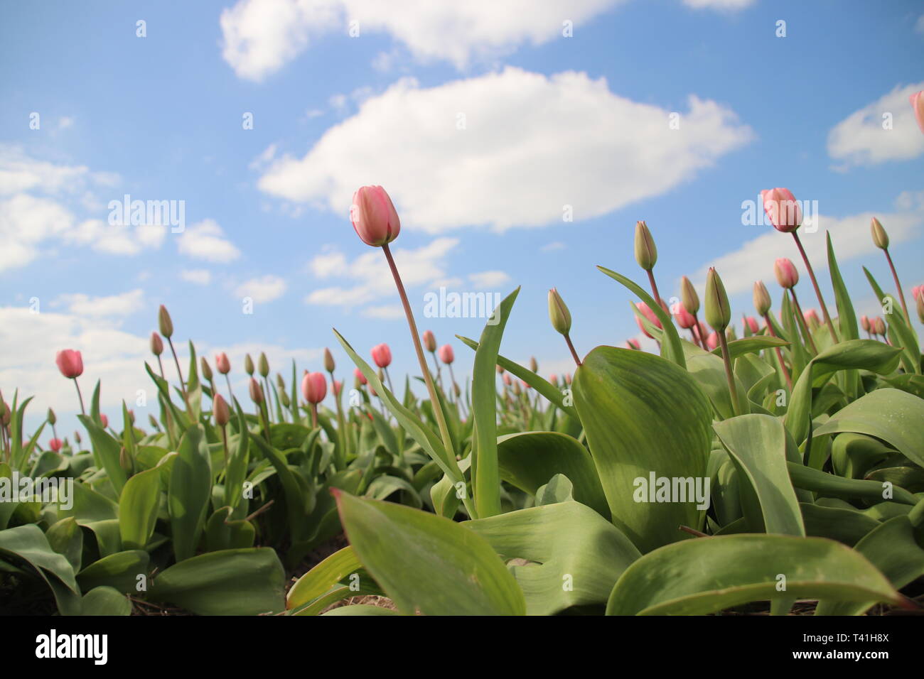 Pink tulips in rows on flower bulb field in Noordwijkerhout in the Netherlands Stock Photo