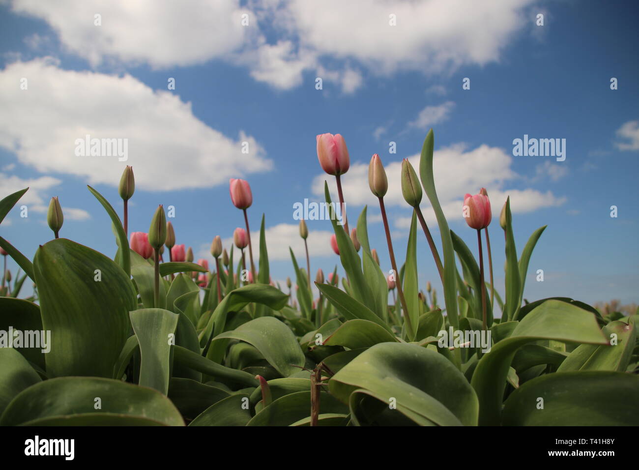 Pink tulips in rows on flower bulb field in Noordwijkerhout in the Netherlands Stock Photo
